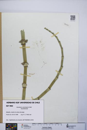 Equisetum xylochaetum [Espécimen: UCH:SQF:0016622]