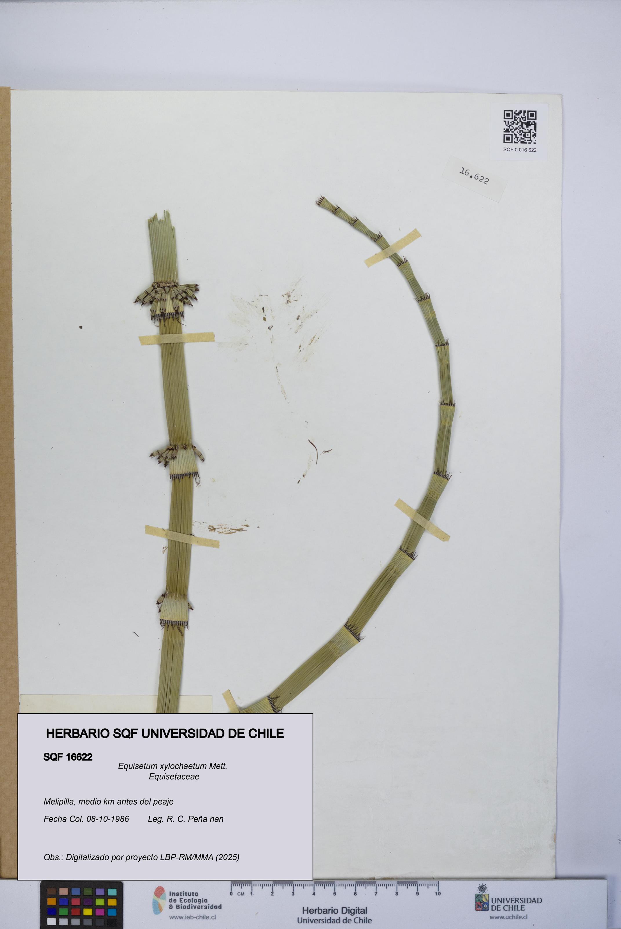 Equisetum xylochaetum [Espécimen: UCH:SQF:0016622]