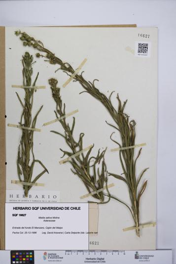 Madia sativa [Espécimen: UCH:SQF:0016627]