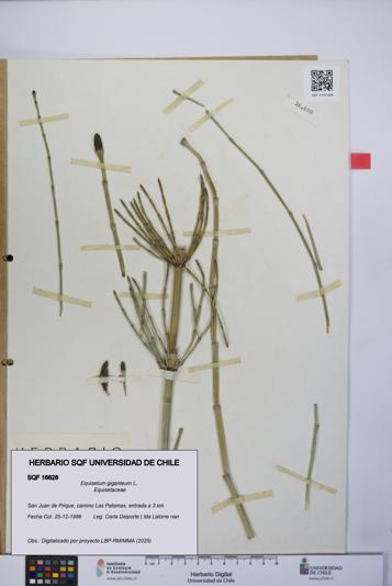 Equisetum giganteum [Espécimen: UCH:SQF:0016628]