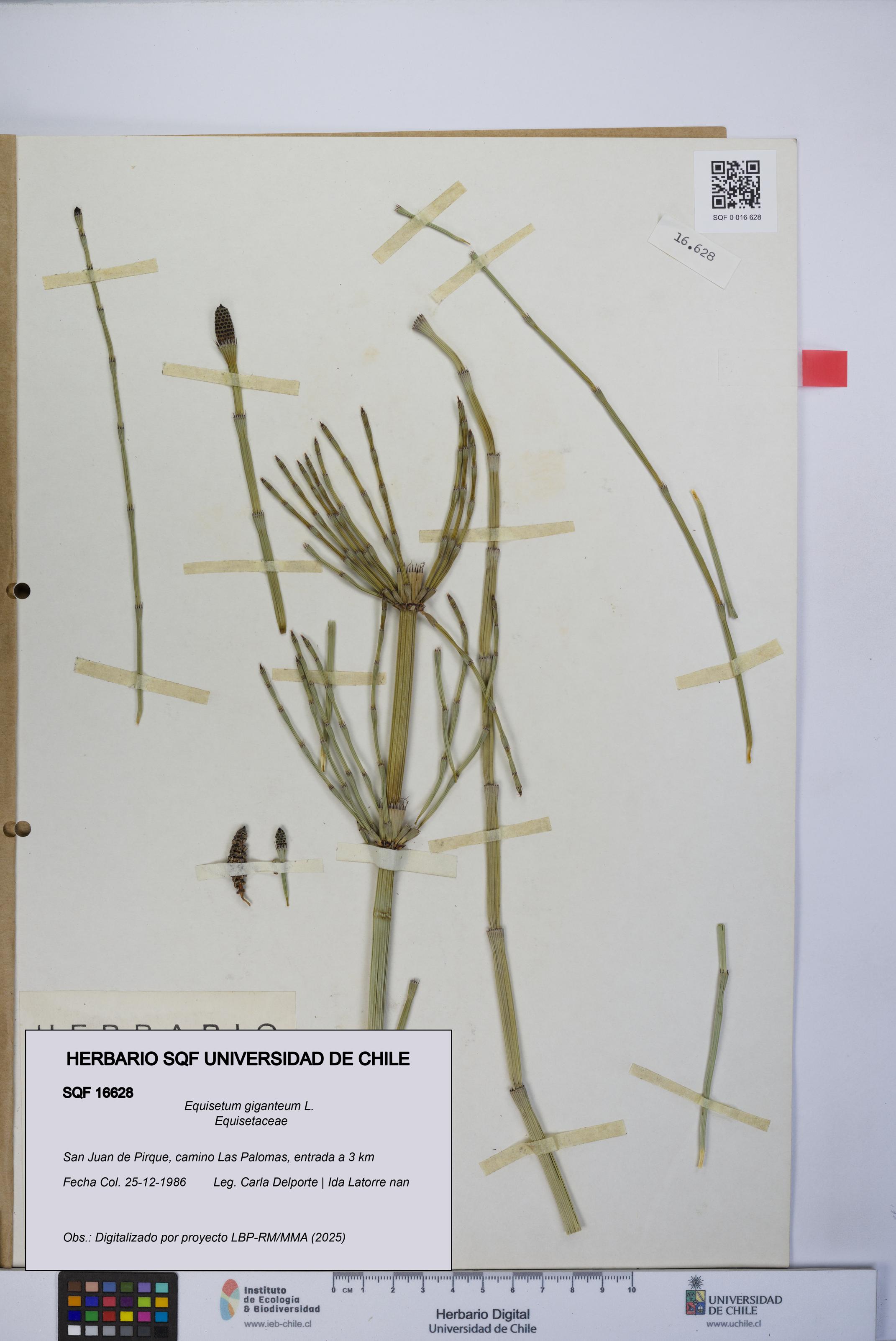 Equisetum giganteum [Espécimen: UCH:SQF:0016628]