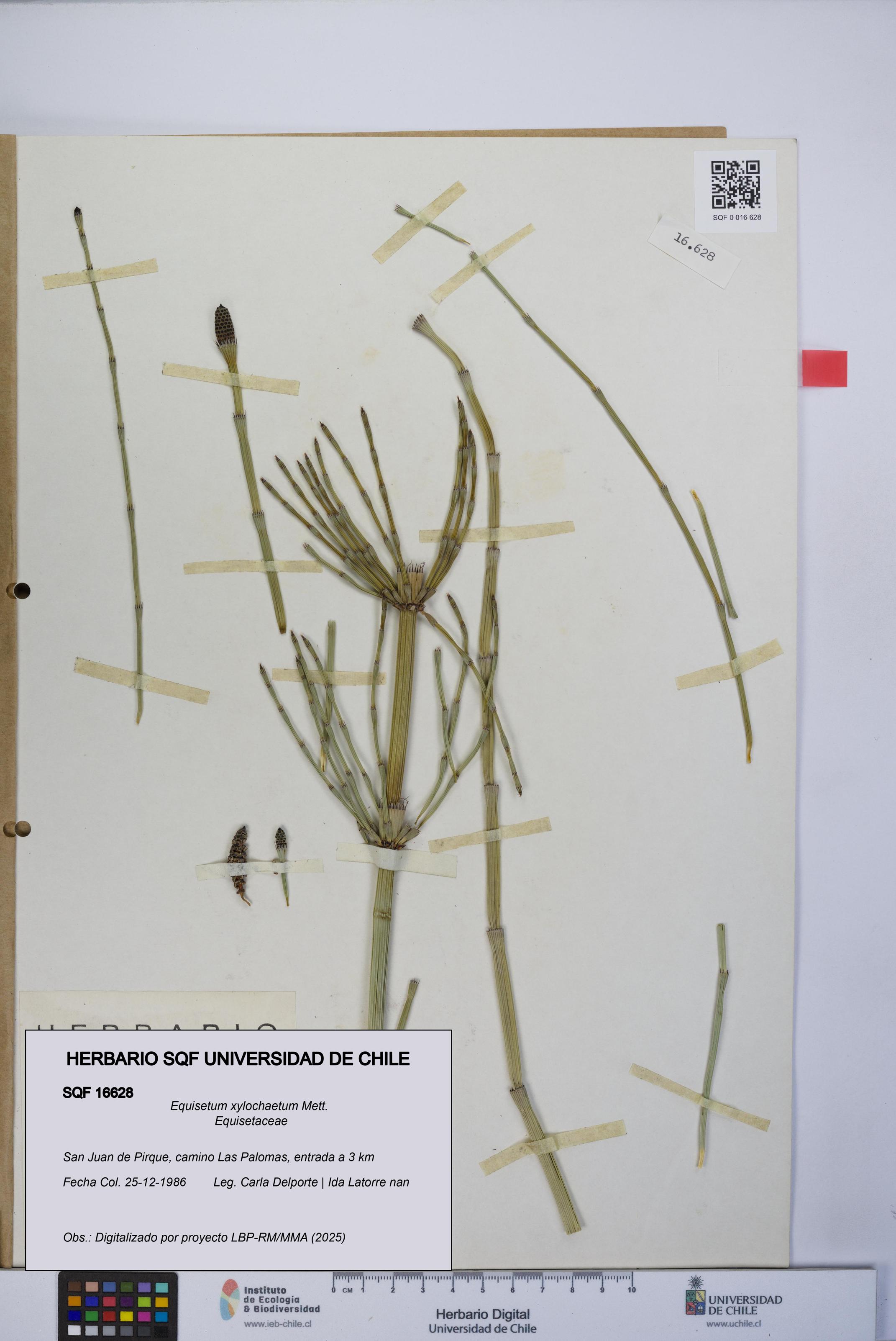 Equisetum xylochaetum [Espécimen: UCH:SQF:0016628]