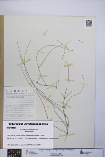 Equisetum bogotense [Espécimen: UCH:SQF:0016629]