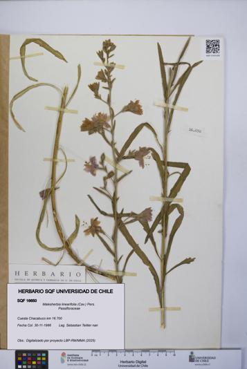 Malesherbia linearifolia [Espécimen: UCH:SQF:0016650]
