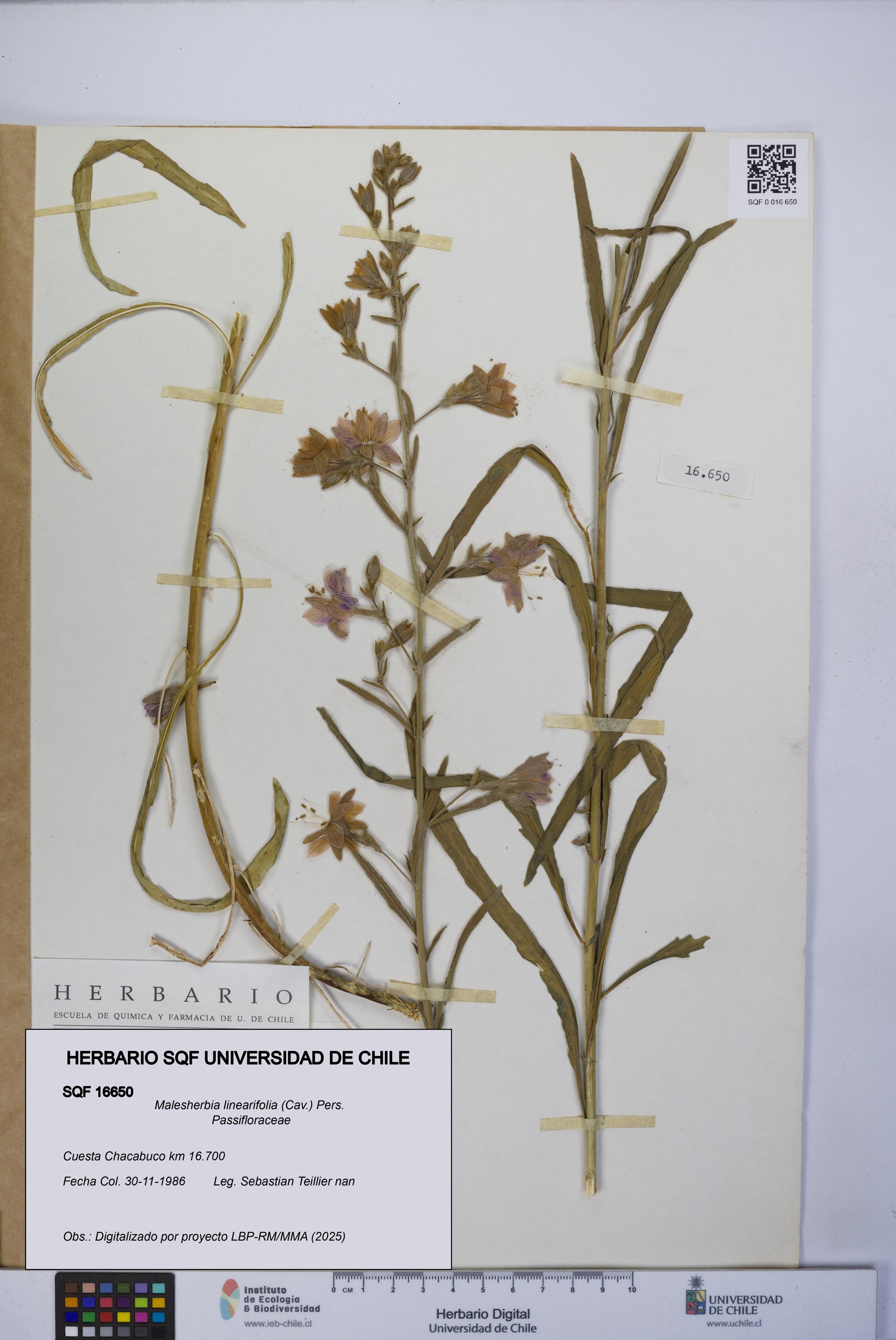 Malesherbia linearifolia [Espécimen: UCH:SQF:0016650]