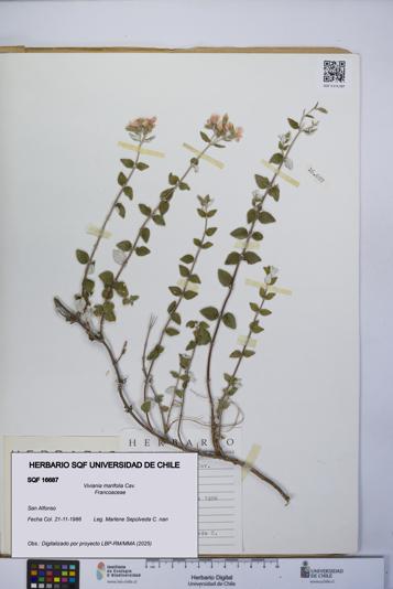 Viviania marifolia [Espécimen: UCH:SQF:0016687]