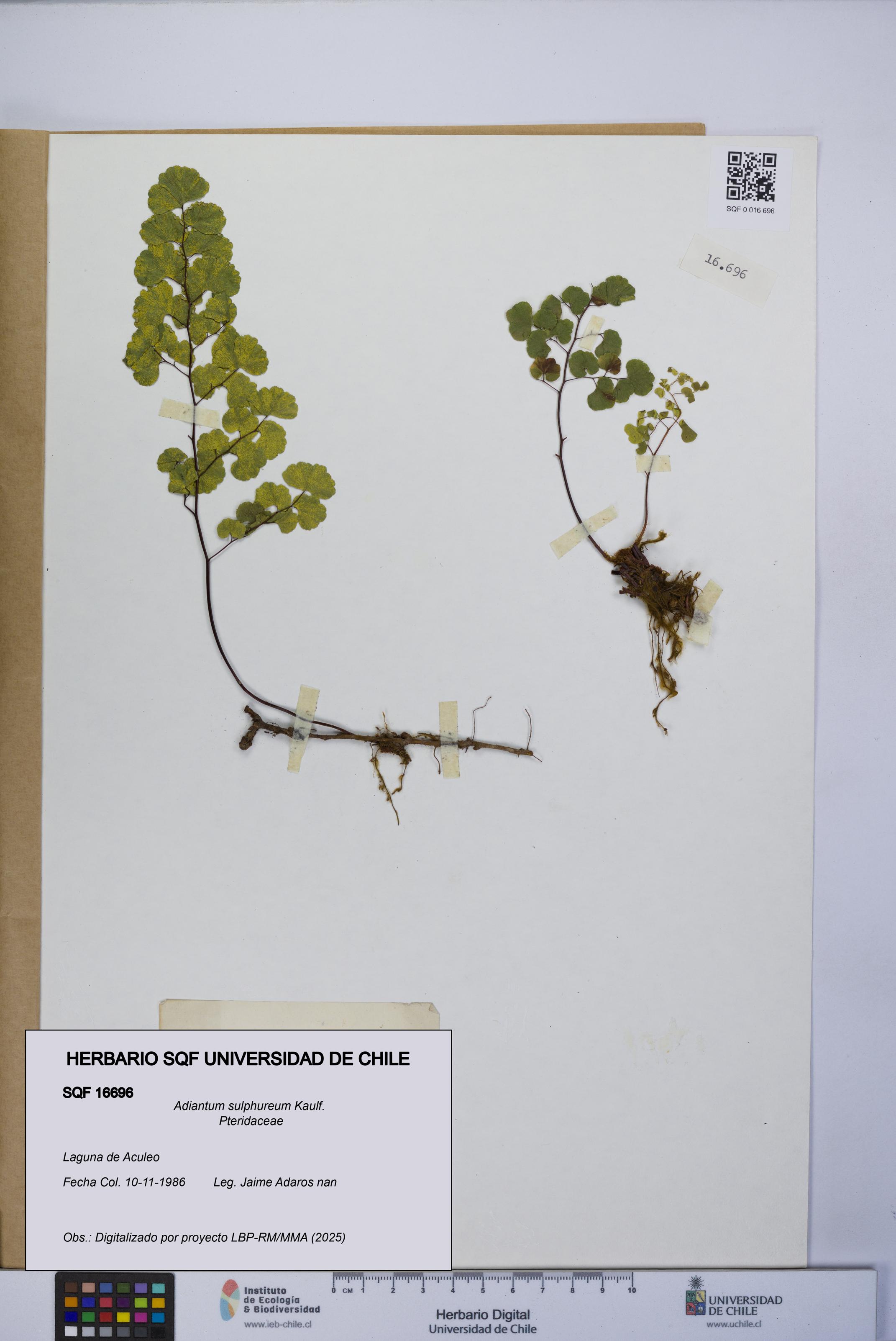 Adiantum sulphureum [Espécimen: UCH:SQF:0016696]
