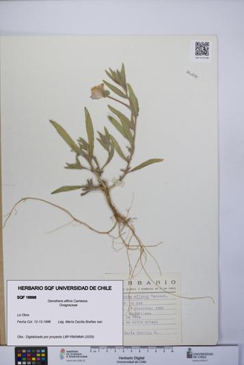 Oenothera affinis [Espécimen: UCH:SQF:0016698]