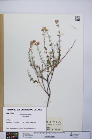 Viviania marifolia [Espécimen: UCH:SQF:0016701]