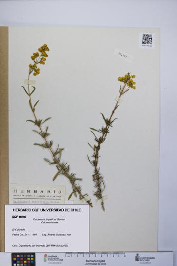 Calceolaria thyrsiflora [Espécimen: UCH:SQF:0016703]