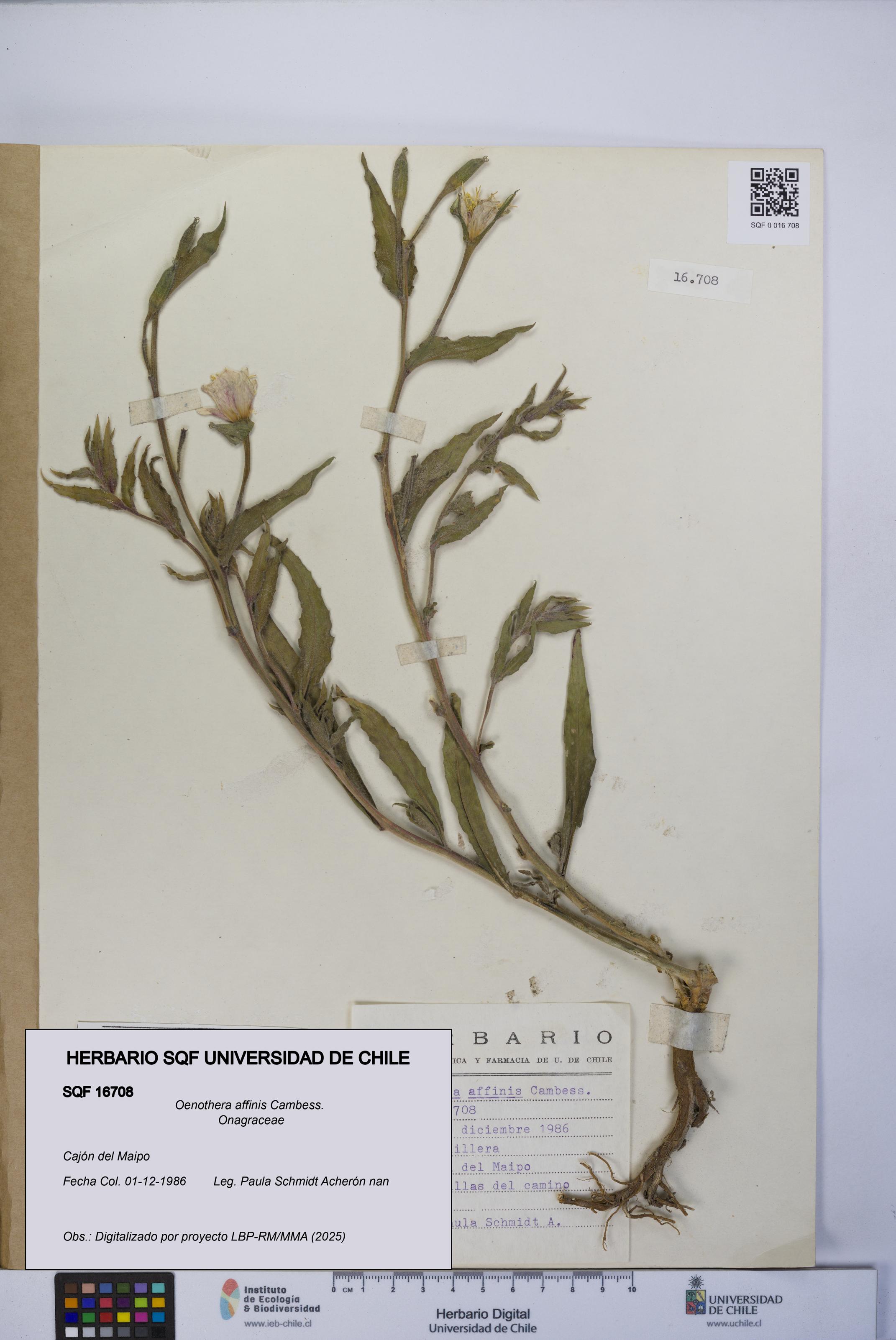 Oenothera affinis [Espécimen: UCH:SQF:0016708]