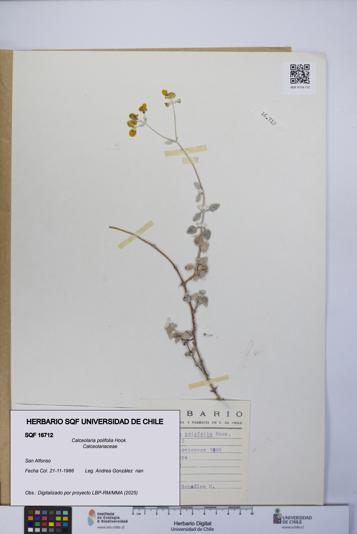 Calceolaria polifolia [Espécimen: UCH:SQF:0016712]