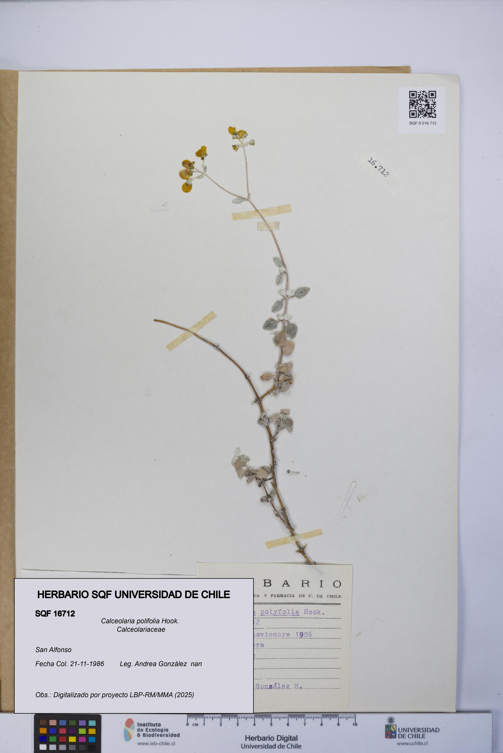 Calceolaria polifolia [Espécimen: UCH:SQF:0016712]