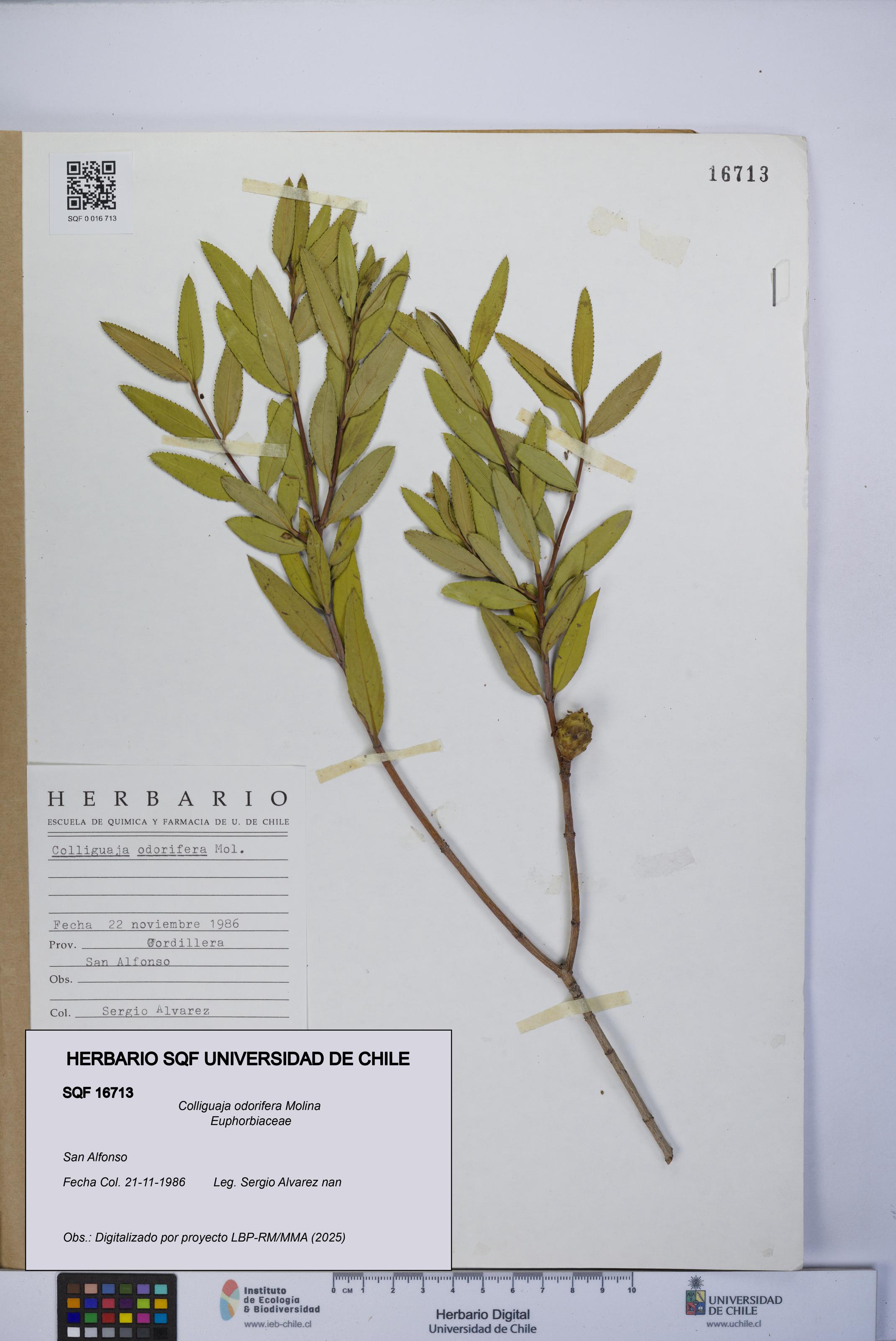 Colliguaja odorifera [Espécimen: UCH:SQF:0016713]