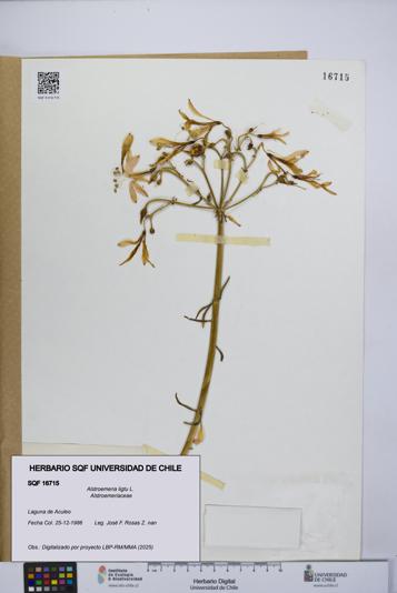 Alstroemeria ligtu [Espécimen: UCH:SQF:0016715]