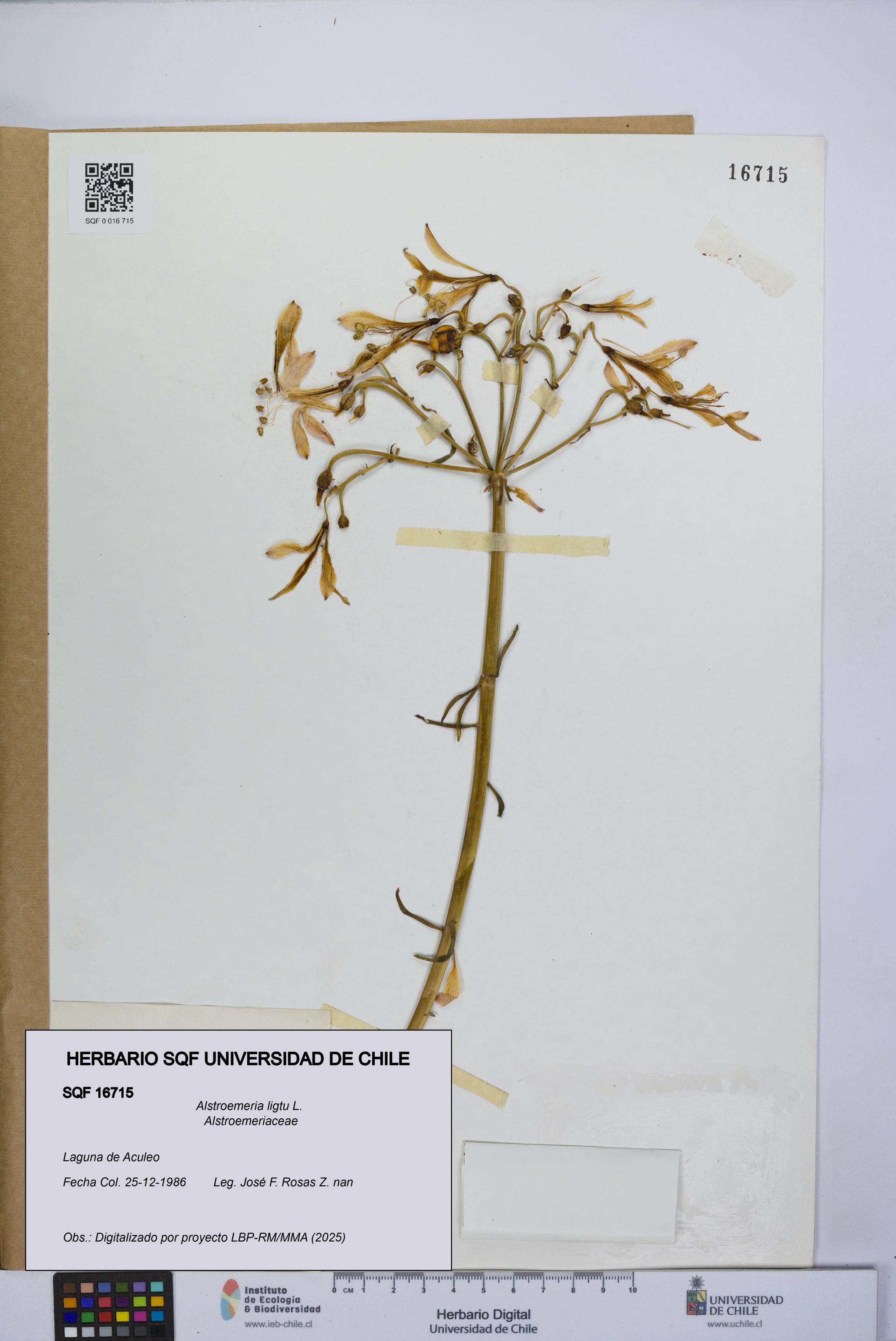 Alstroemeria ligtu [Espécimen: UCH:SQF:0016715]