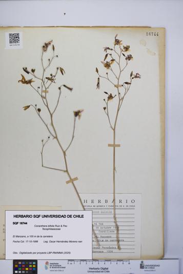 Conanthera bifolia [Espécimen: UCH:SQF:0016744]