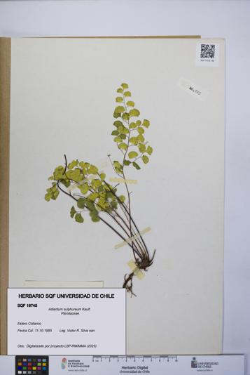 Adiantum sulphureum [Espécimen: UCH:SQF:0016745]