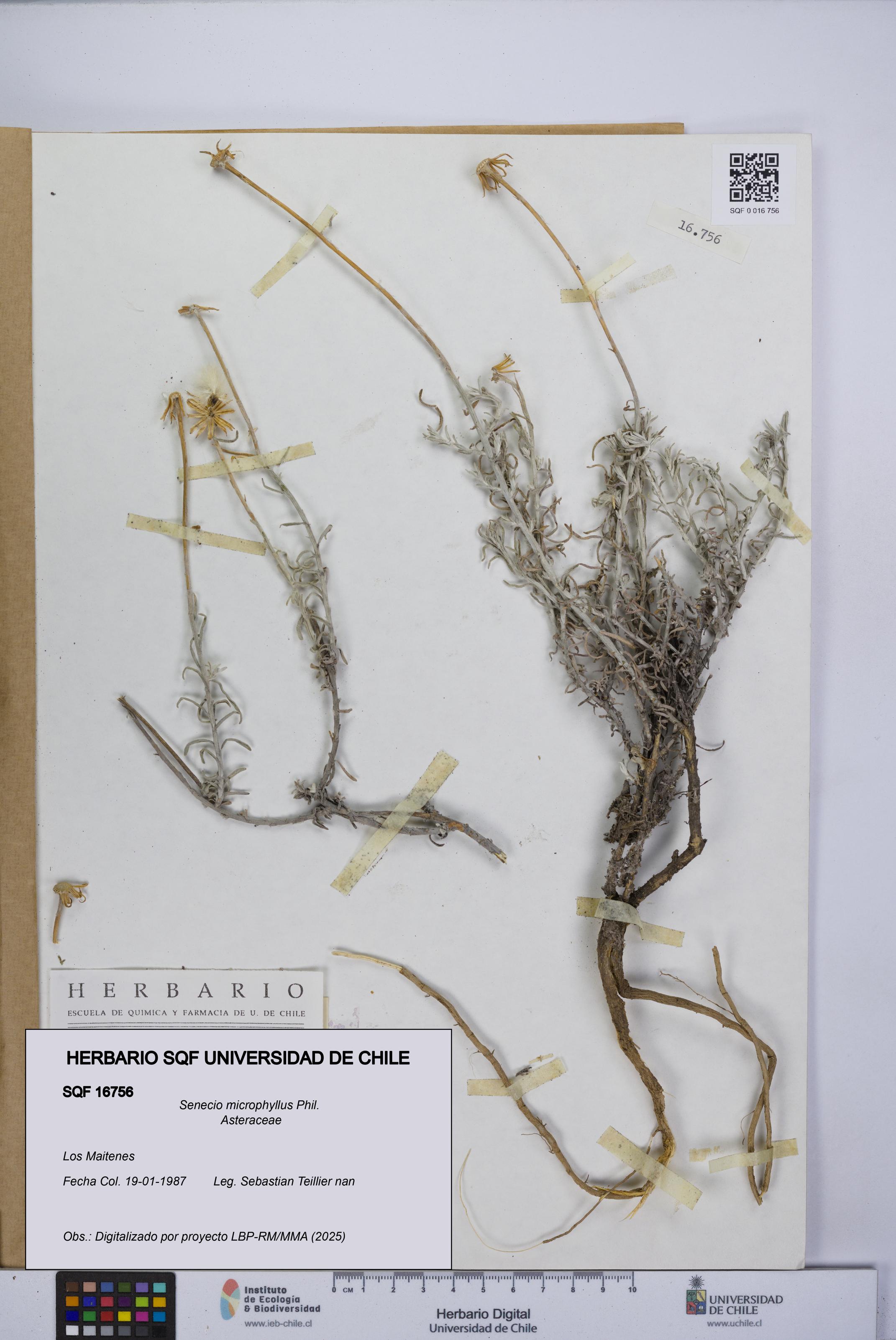Senecio microphyllus [Espécimen: UCH:SQF:0016756]