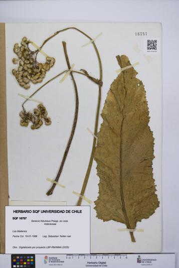 Senecio fistulosus [Espécimen: UCH:SQF:0016757]