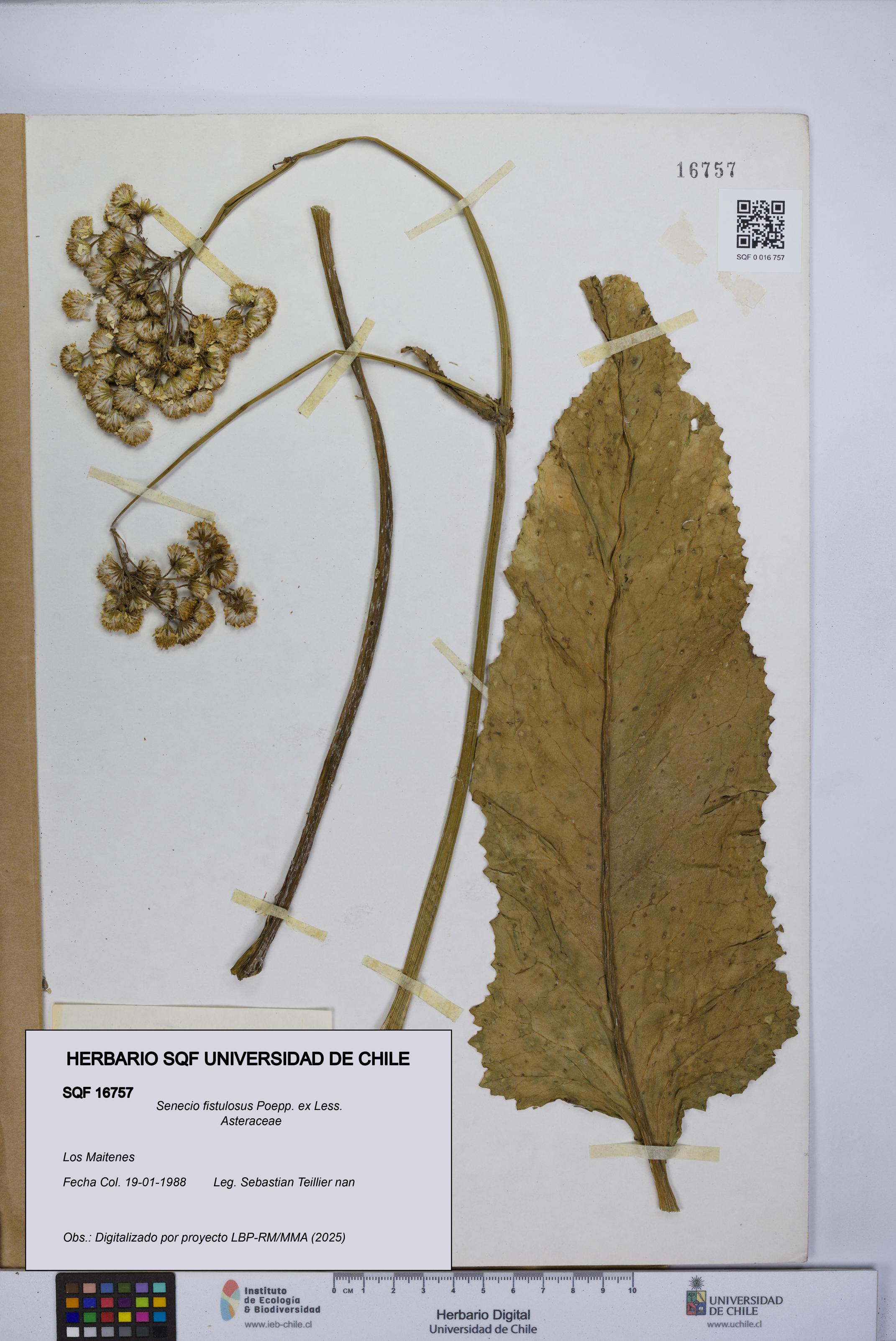 Senecio fistulosus [Espécimen: UCH:SQF:0016757]