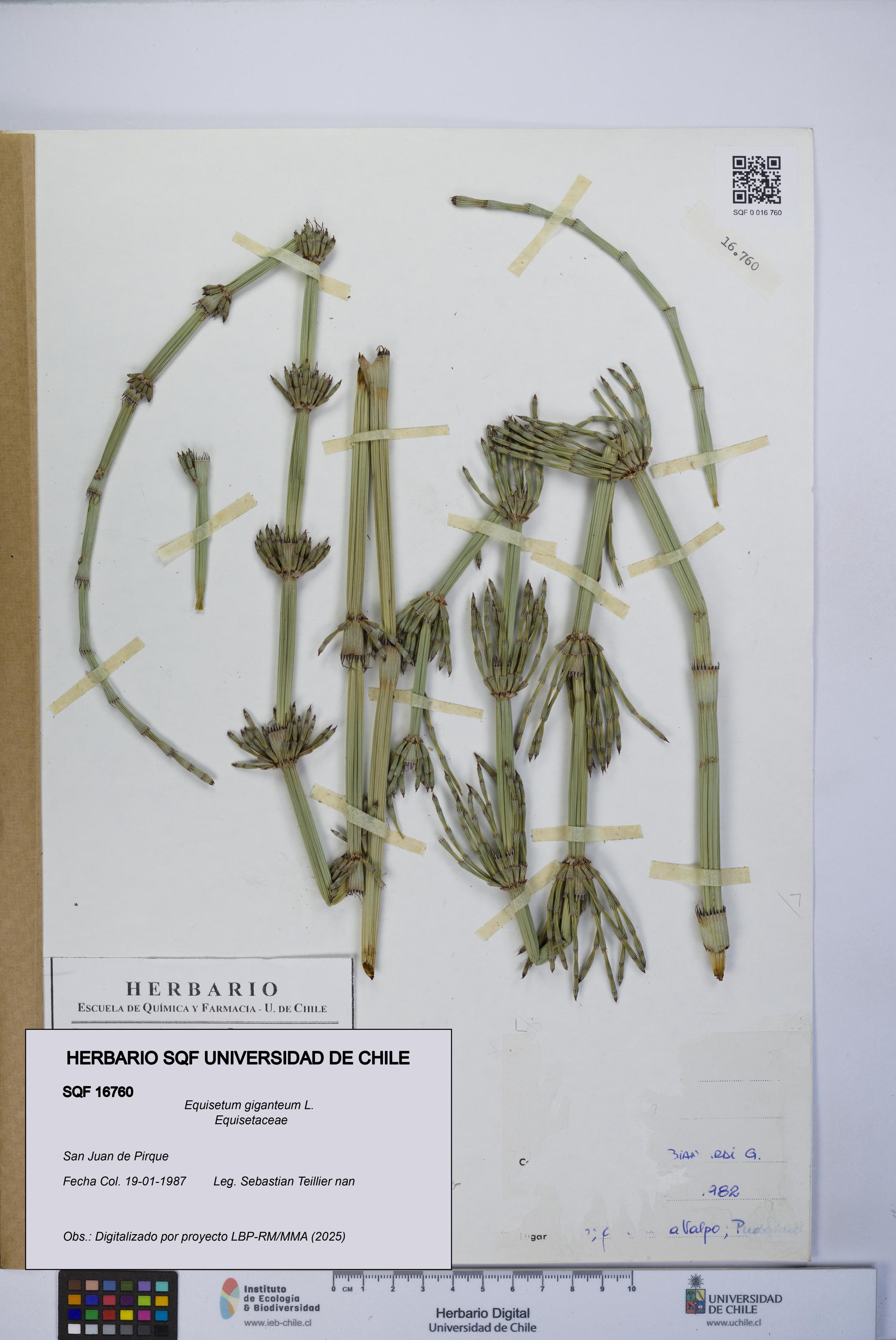 Equisetum giganteum [Espécimen: UCH:SQF:0016760]