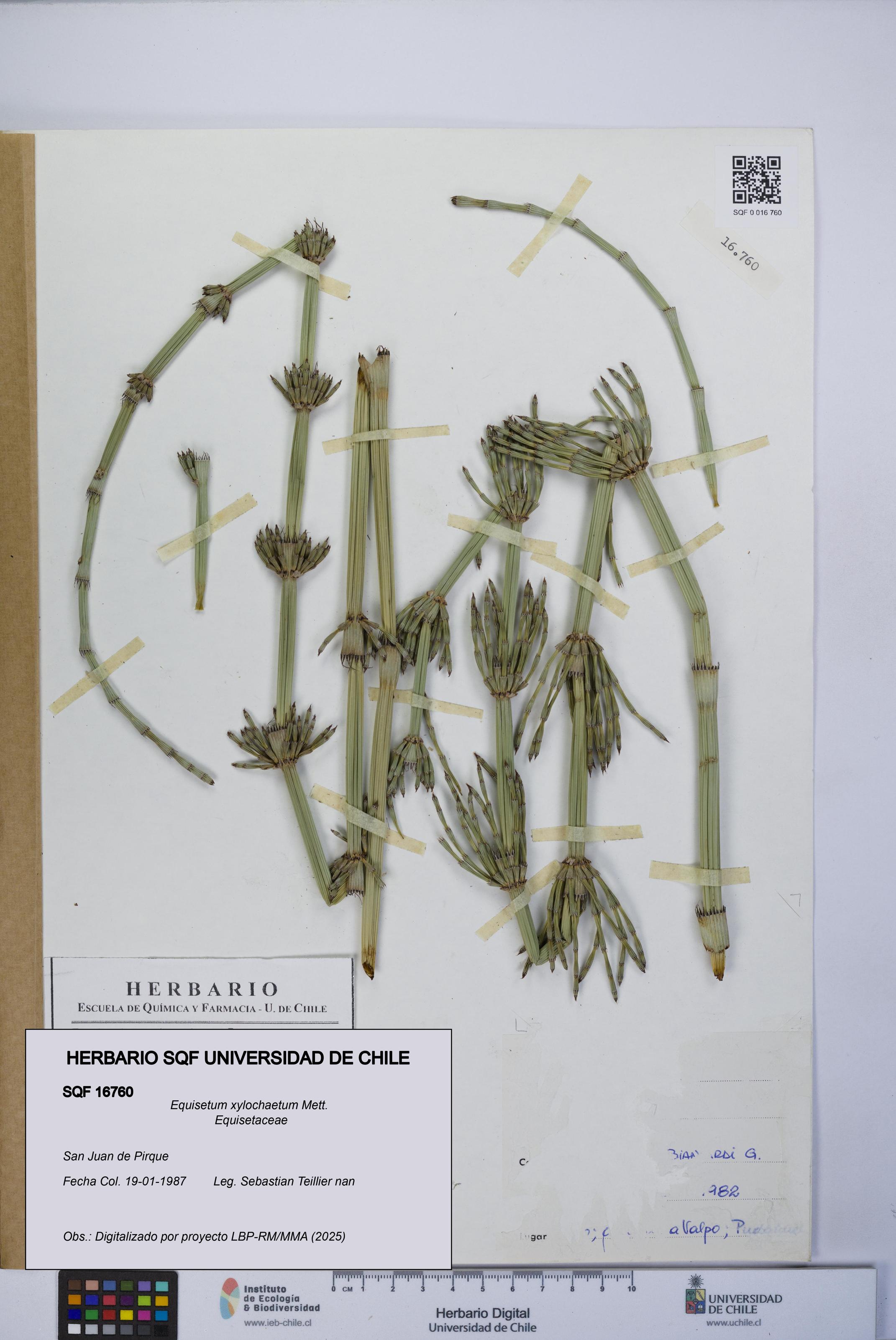 Equisetum xylochaetum [Espécimen: UCH:SQF:0016760]