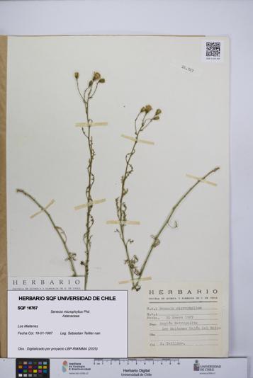 Senecio microphyllus [Espécimen: UCH:SQF:0016767]