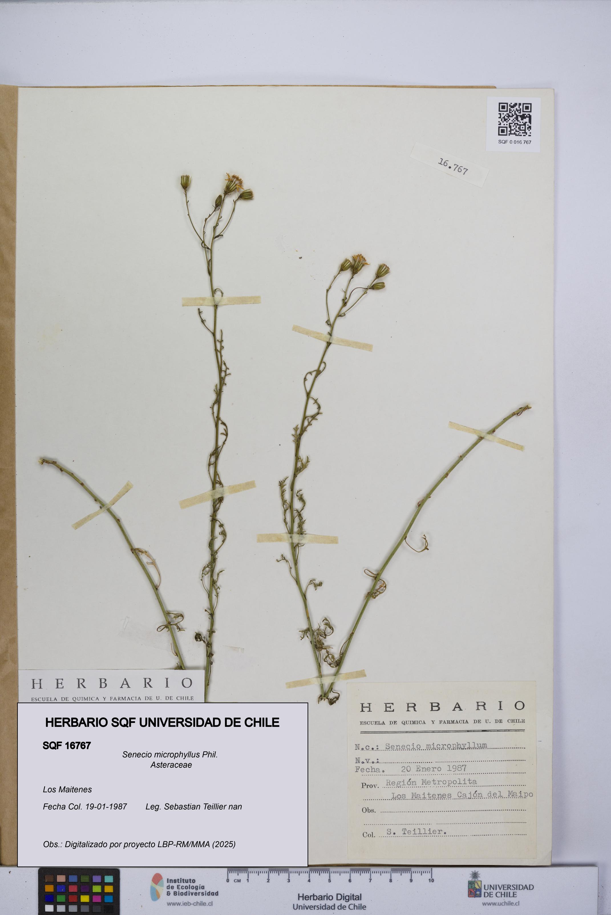Senecio microphyllus [Espécimen: UCH:SQF:0016767]