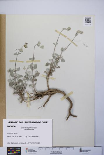 Calceolaria polifolia [Espécimen: UCH:SQF:0016768]