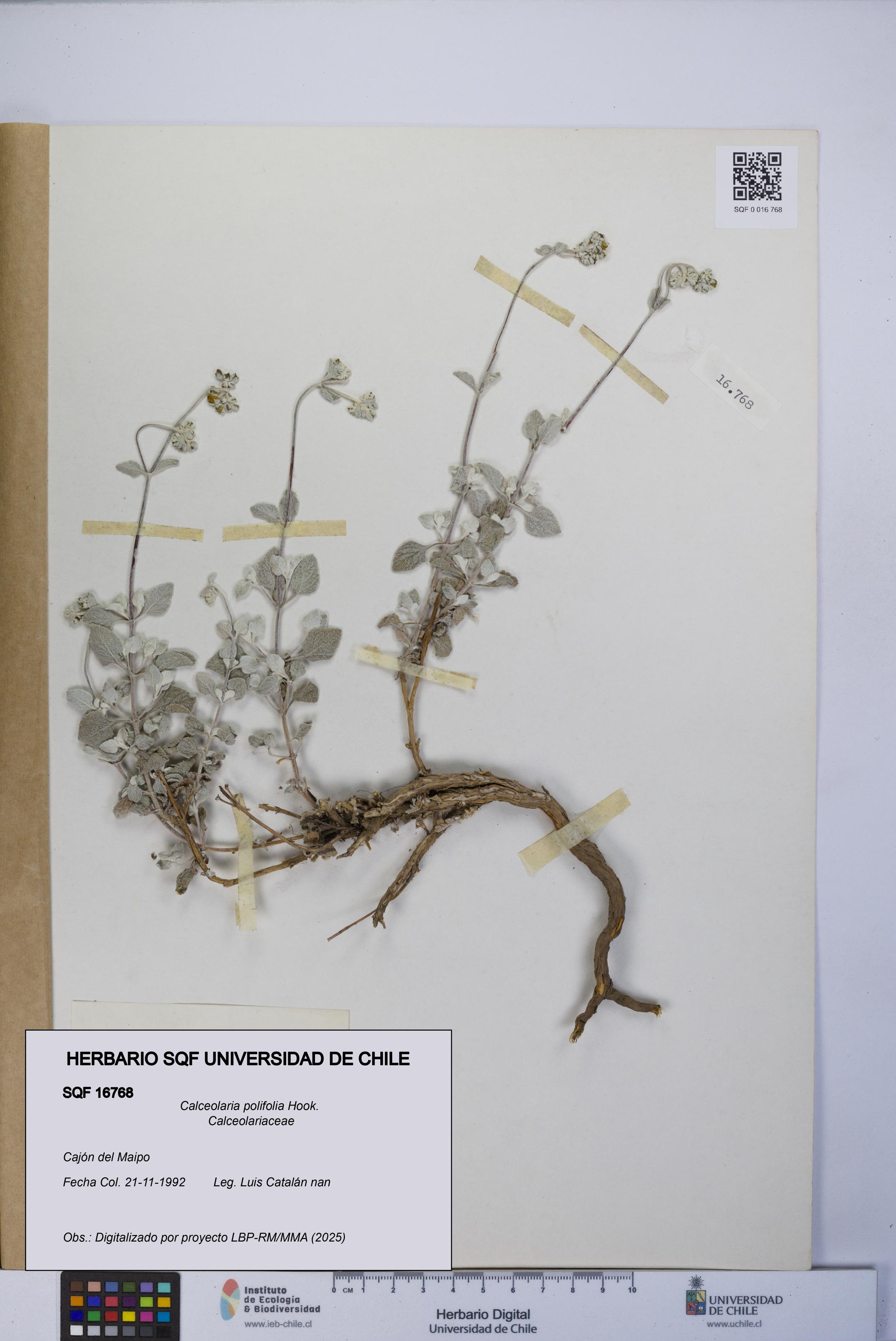 Calceolaria polifolia [Espécimen: UCH:SQF:0016768]