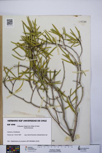 Colliguaja integerrima [Espécimen: UCH:SQF:0016790]