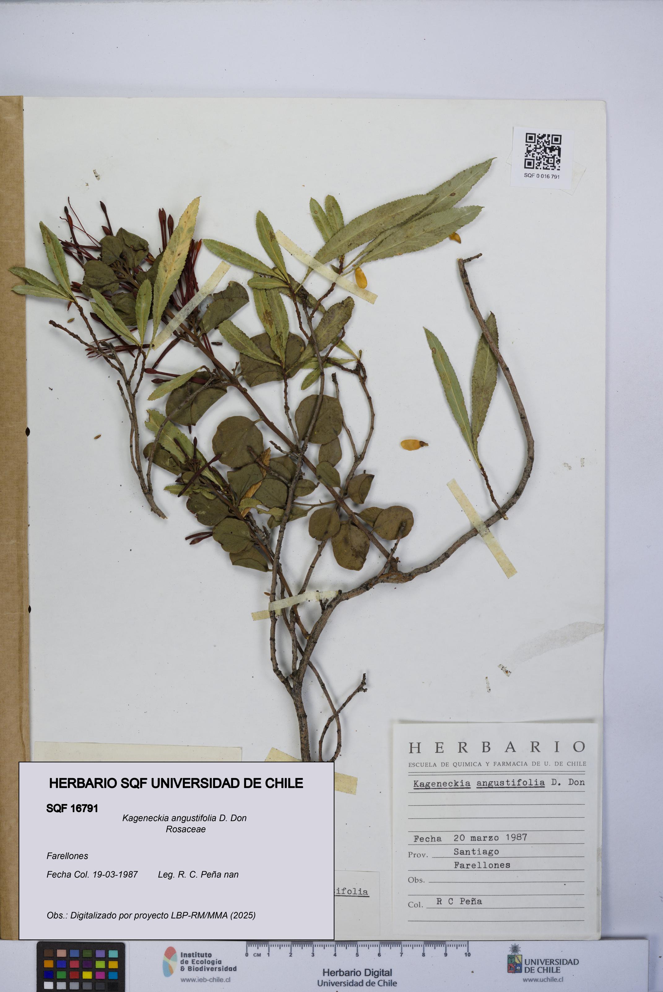 Kageneckia angustifolia [Espécimen: UCH:SQF:0016791]