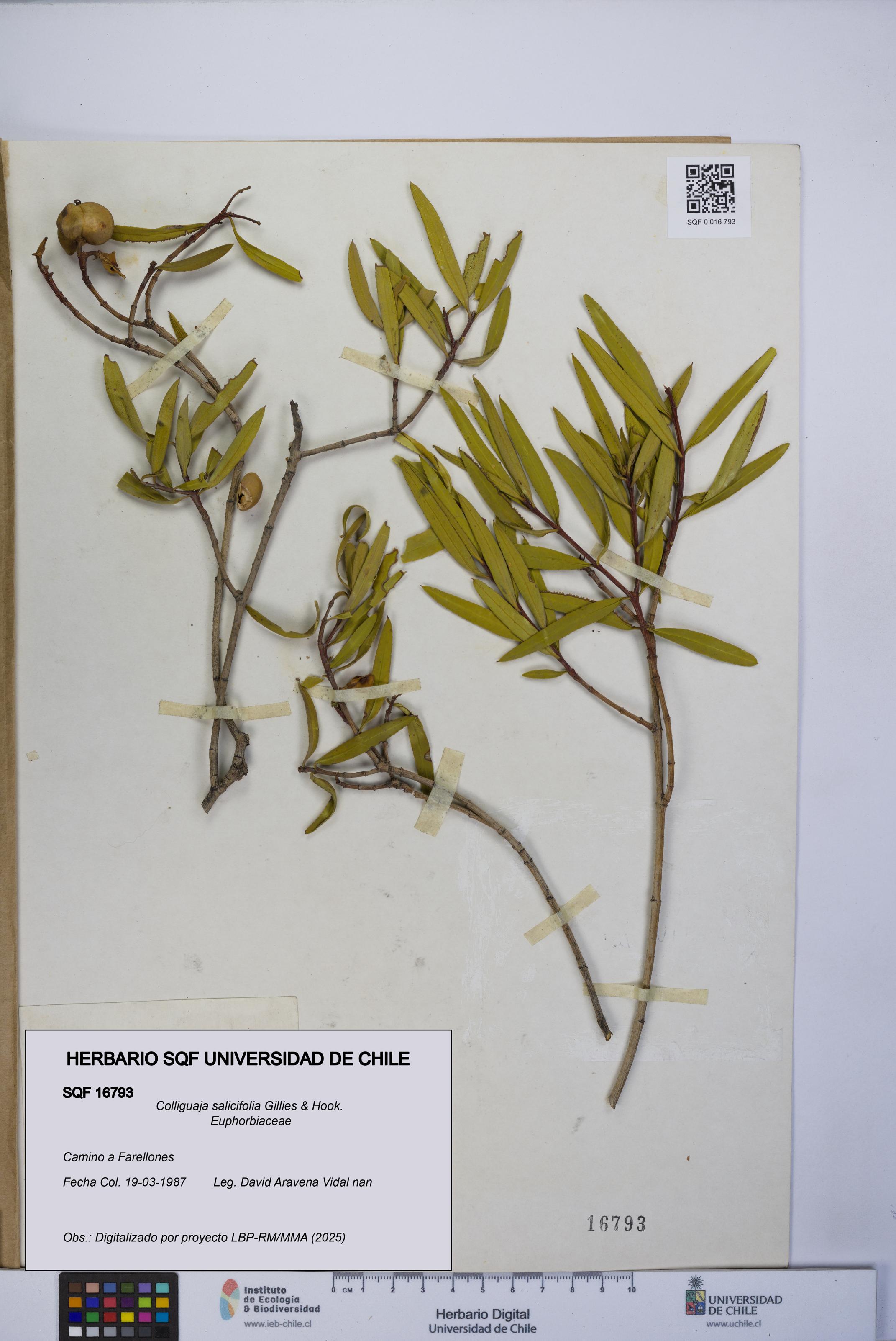 Colliguaja salicifolia [Espécimen: UCH:SQF:0016793]