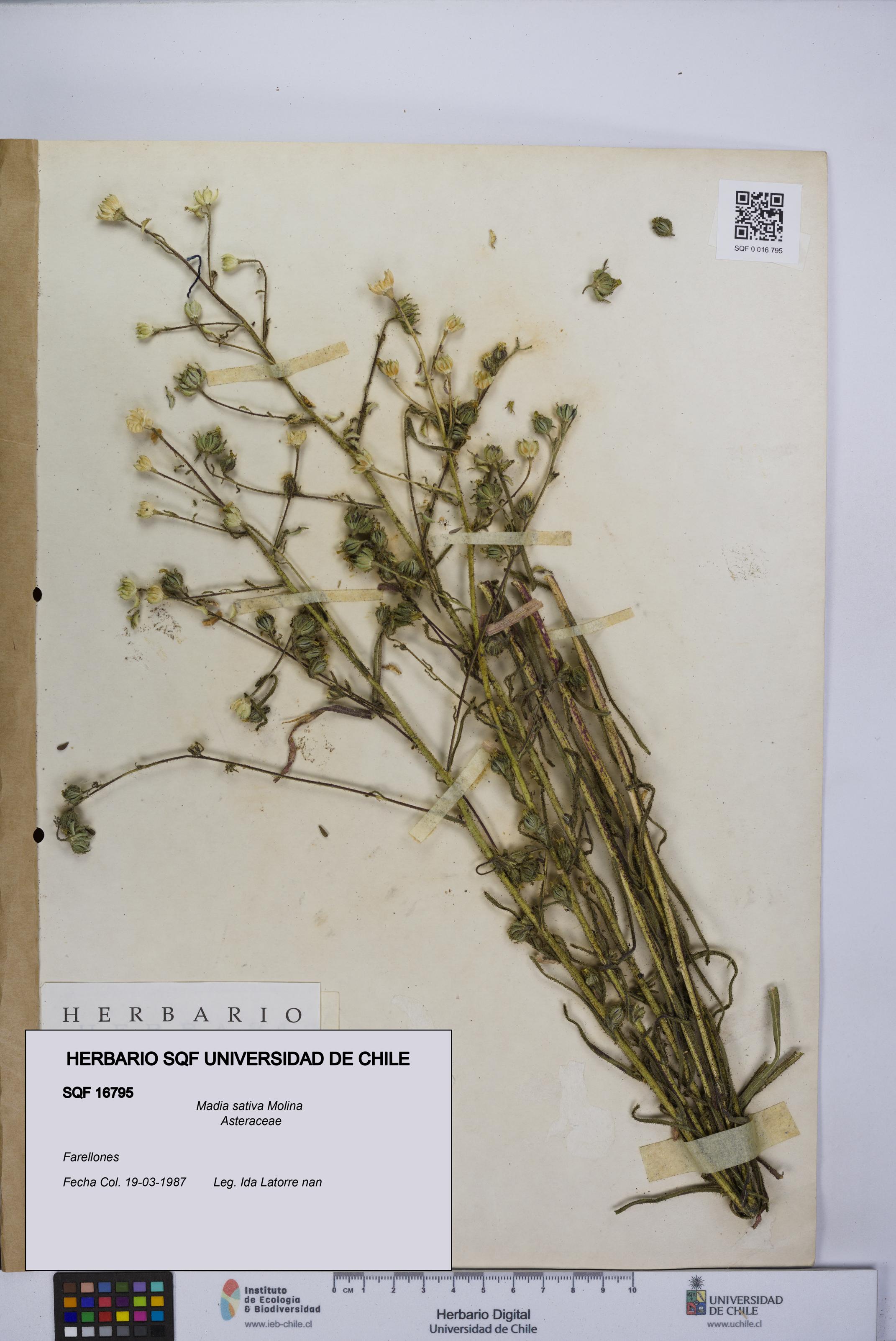 Madia sativa [Espécimen: UCH:SQF:0016795]