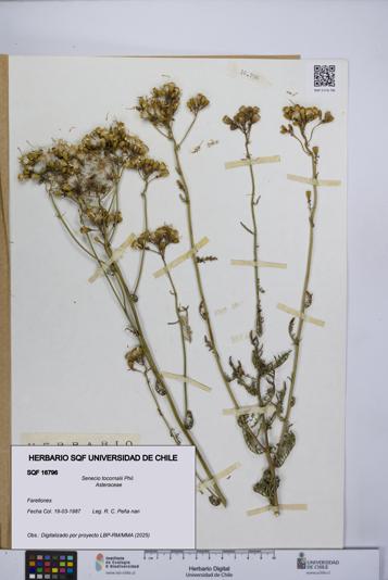 Senecio tocornalii [Espécimen: UCH:SQF:0016796]