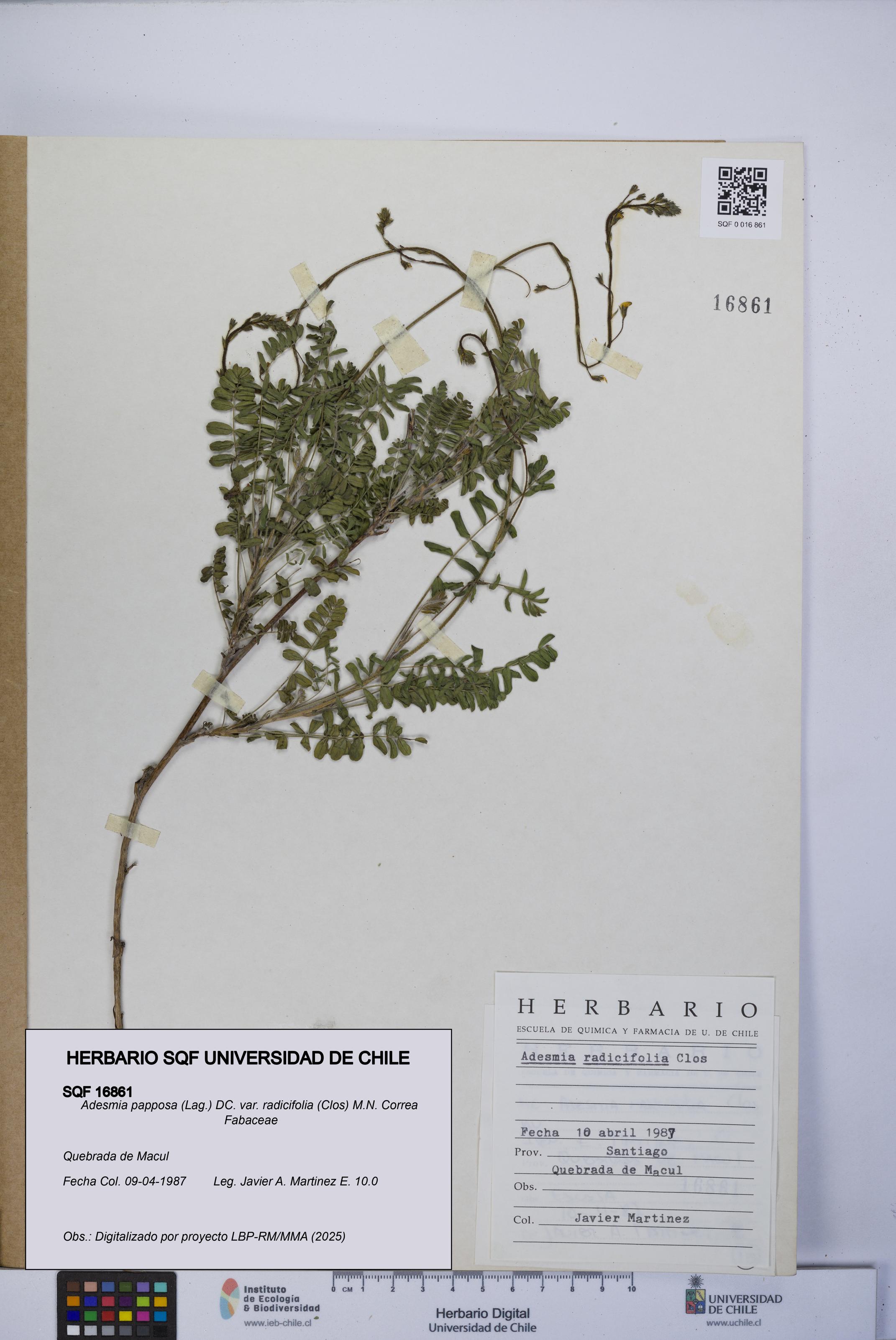 Adesmia papposa var. radicifolia [Espécimen: UCH:SQF:0016861]