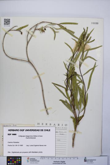 Colliguaja integerrima [Espécimen: UCH:SQF:0016880]