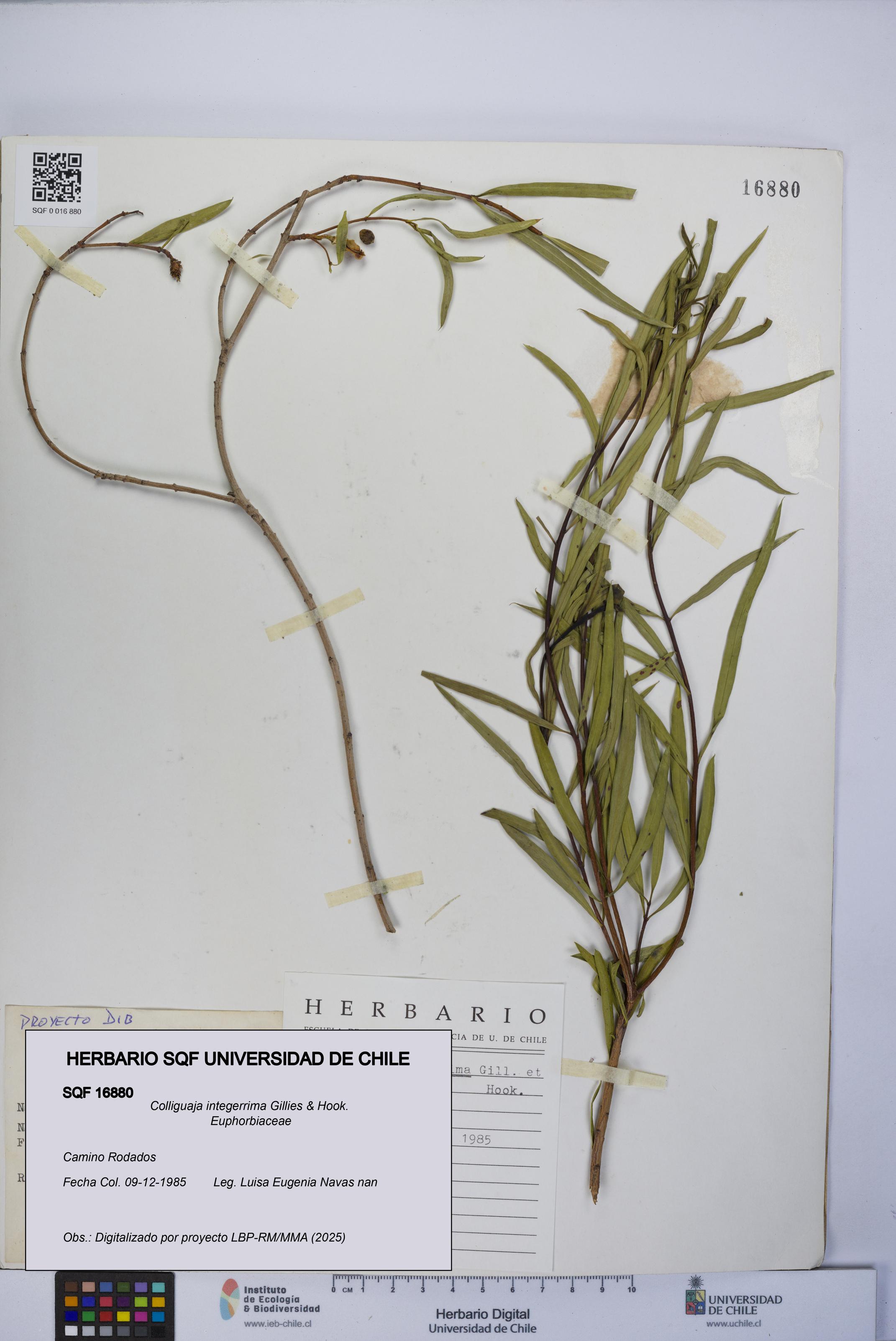 Colliguaja integerrima [Espécimen: UCH:SQF:0016880]