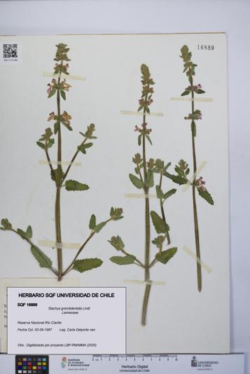 Stachys grandidentata [Espécimen: UCH:SQF:0016889]