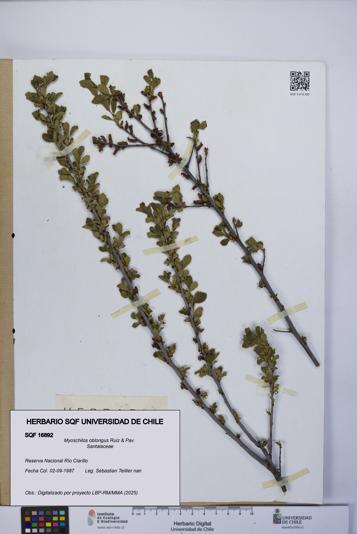 Myoschilos oblongus [Espécimen: UCH:SQF:0016892]