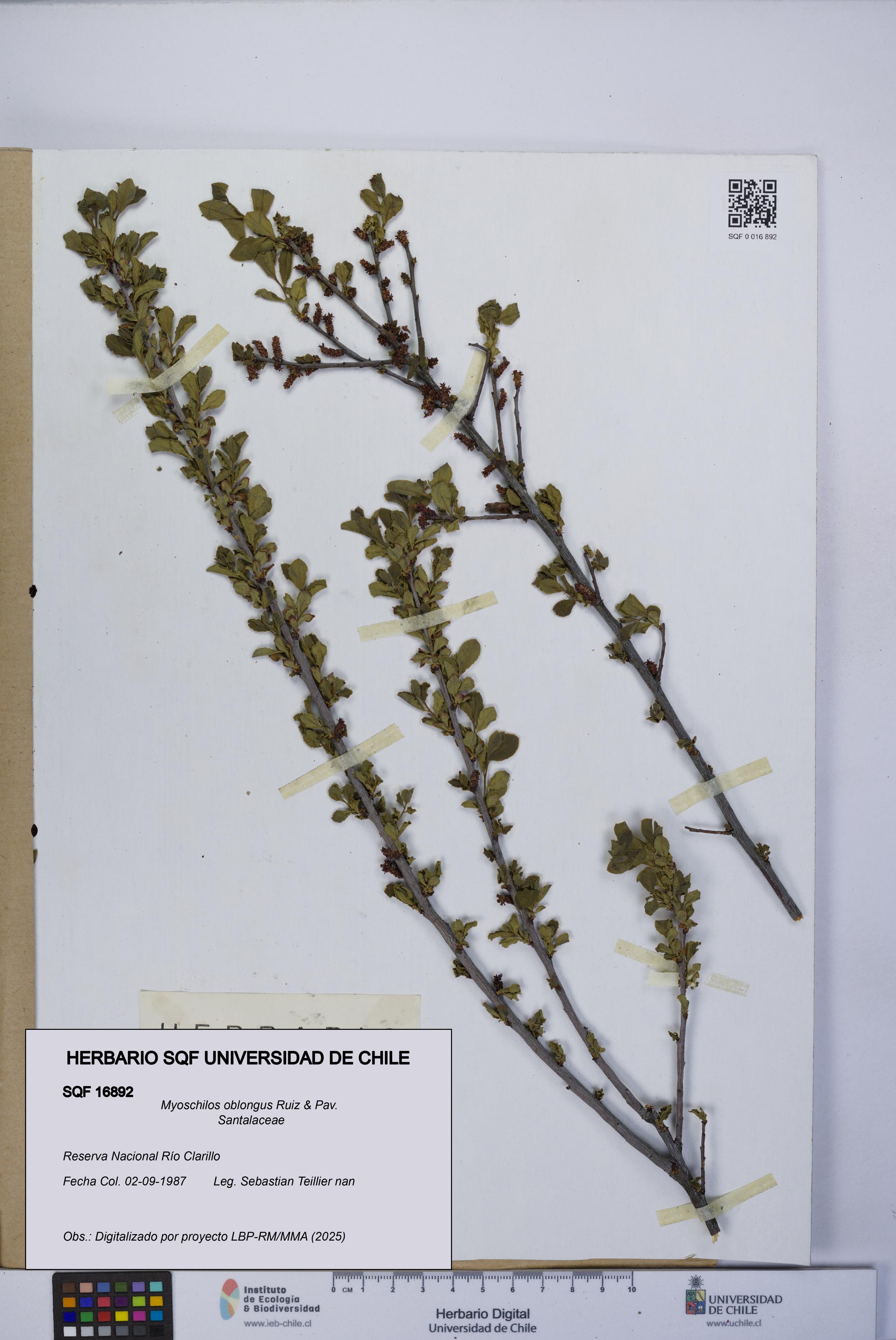 Myoschilos oblongus [Espécimen: UCH:SQF:0016892]