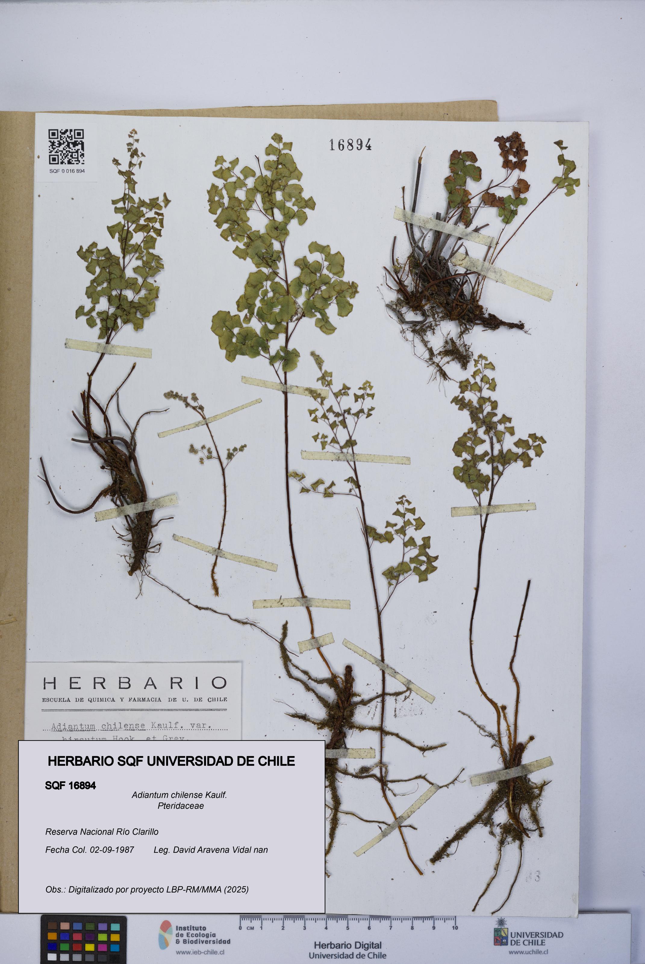 Adiantum chilense [Espécimen: UCH:SQF:0016894]