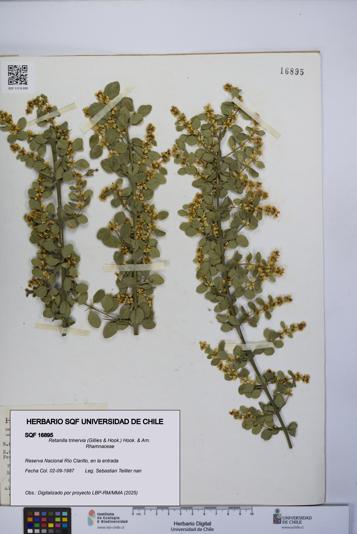 Retanilla trinervia [Espécimen: UCH:SQF:0016895]