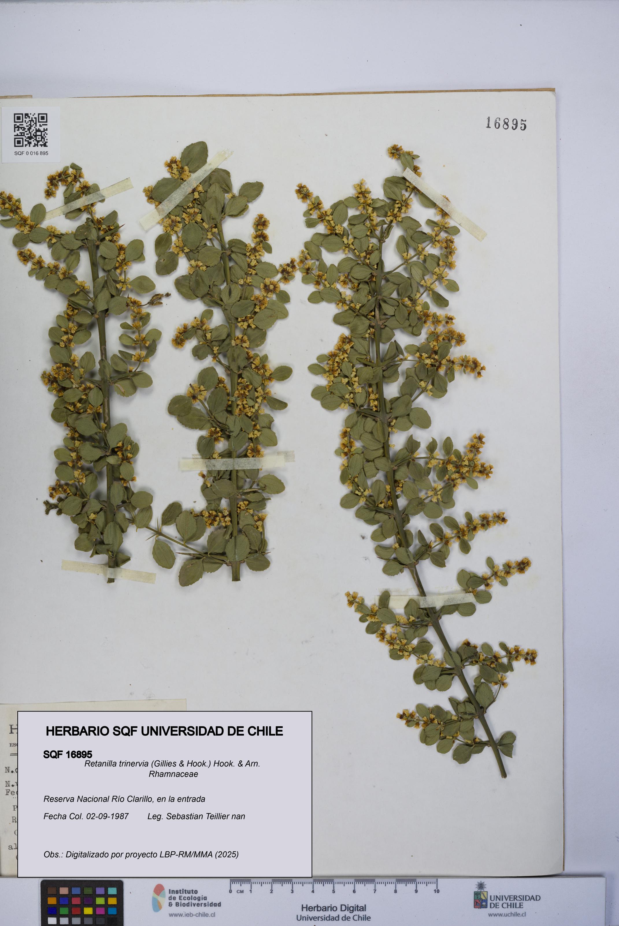 Retanilla trinervia [Espécimen: UCH:SQF:0016895]