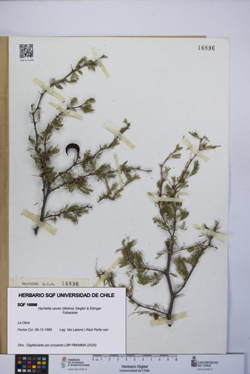 Vachellia caven [Espécimen: UCH:SQF:0016896]