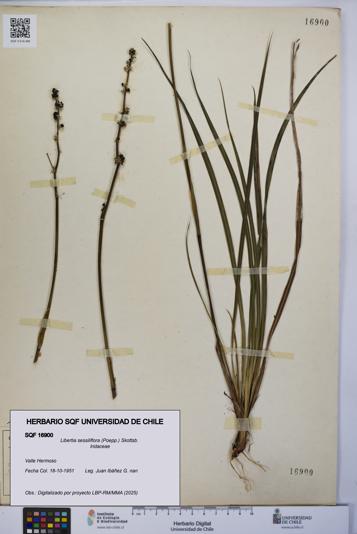 Libertia sessiliflora [Espécimen: UCH:SQF:0016900]