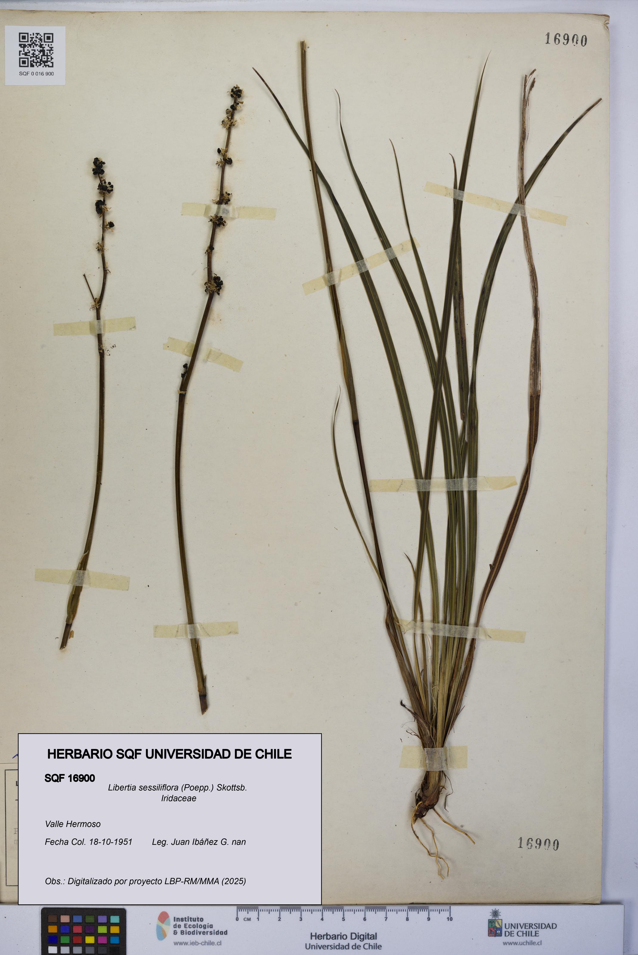 Libertia sessiliflora [Espécimen: UCH:SQF:0016900]