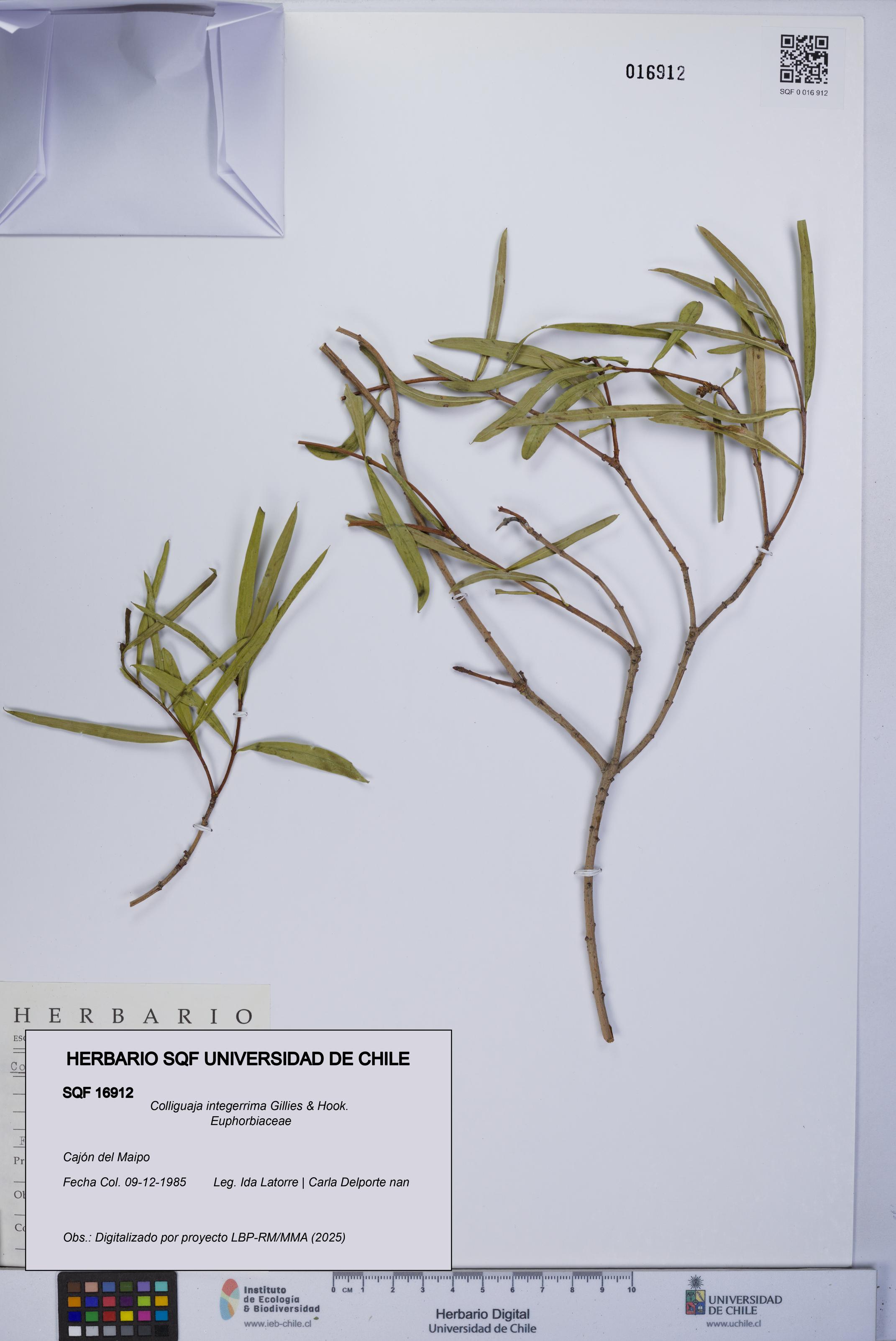 Colliguaja integerrima [Espécimen: UCH:SQF:0016912]