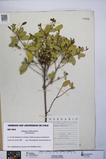 Colliguaja odorifera [Espécimen: UCH:SQF:0016916]